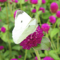 Pieris rapae